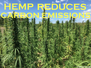 Carbon absorbing by hemp