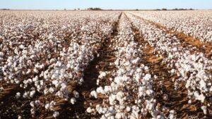 cotton farming in punjab