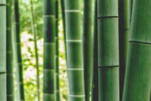 Bamboo Fabrics: Is it Really Sustainable?